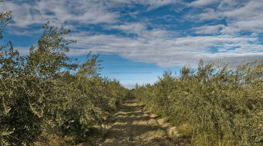 finca-alaoliva-turismo-aceites-2