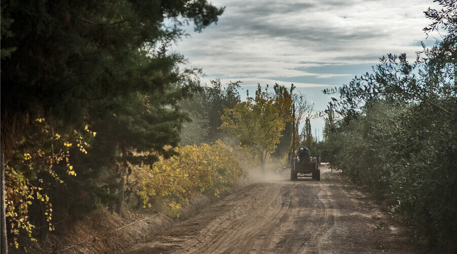 finca-alaoliva-turismo-aceites-6